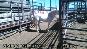 NMLB NOTICE ID 4777 White Stallion
